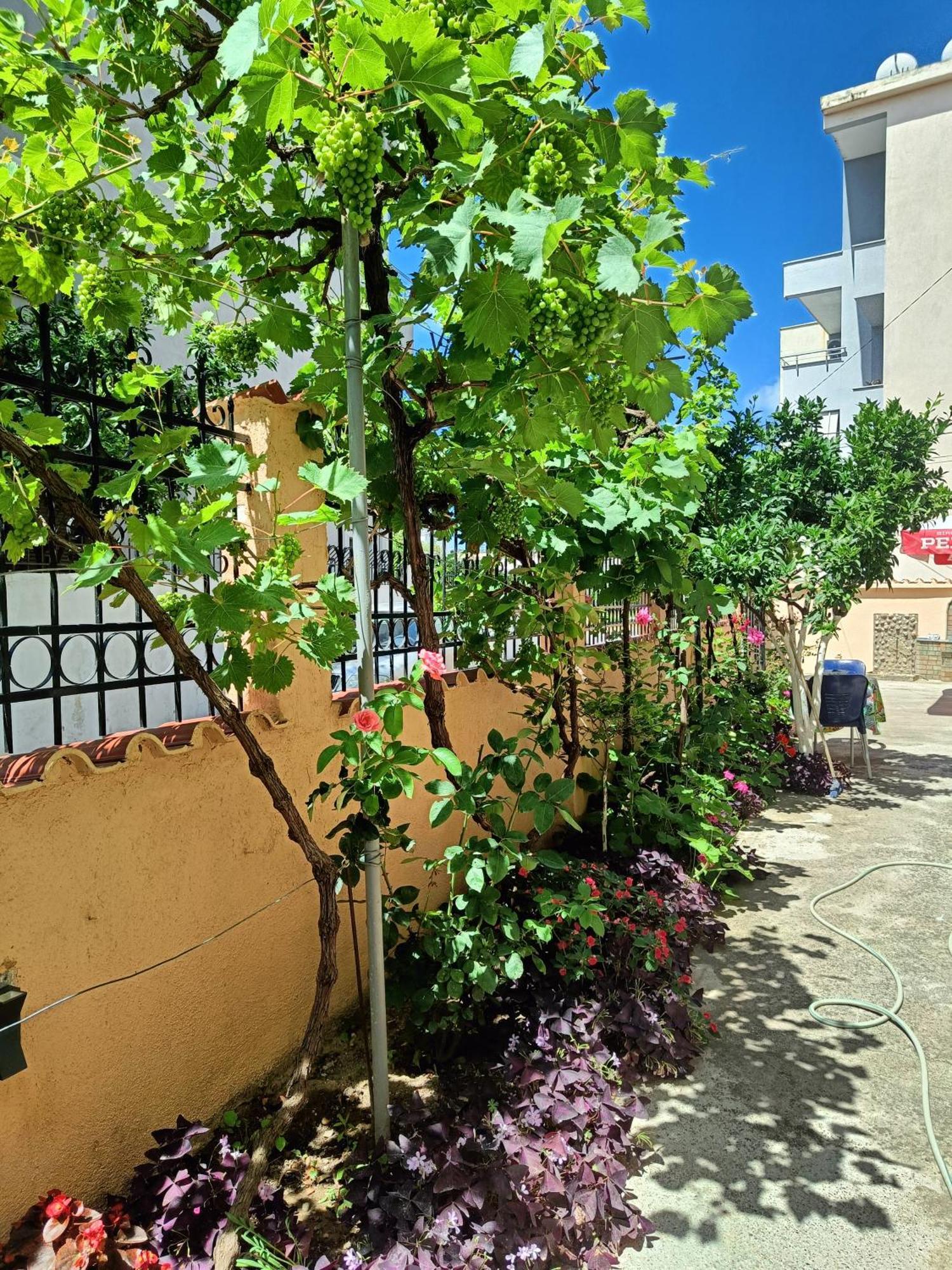 Vila Semako Durres Ngoại thất bức ảnh